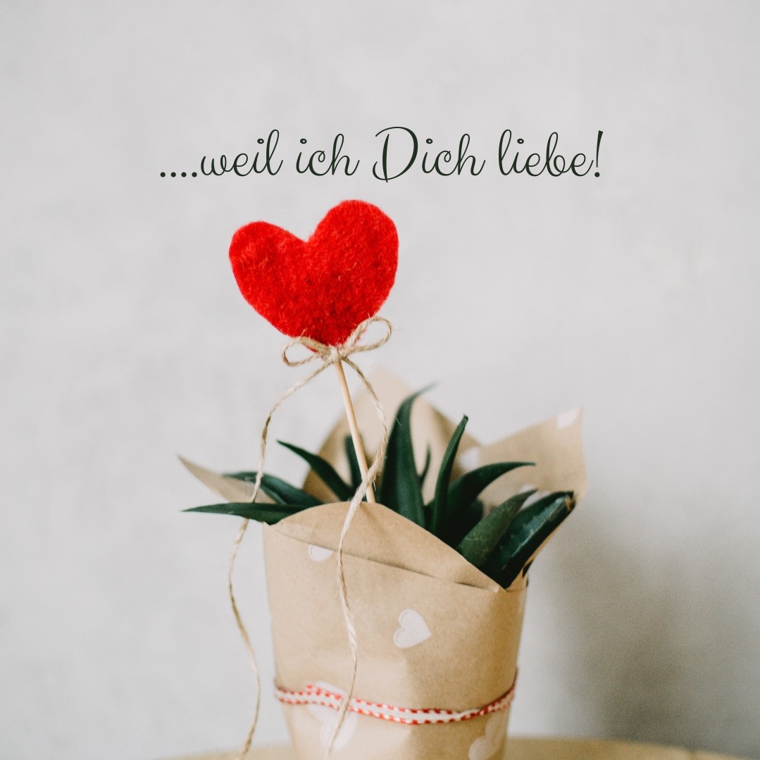 In einer Sukkulente, die in als Geschenk eingepackt ist, steckt ein rotes Herz mit goldener Schleife.