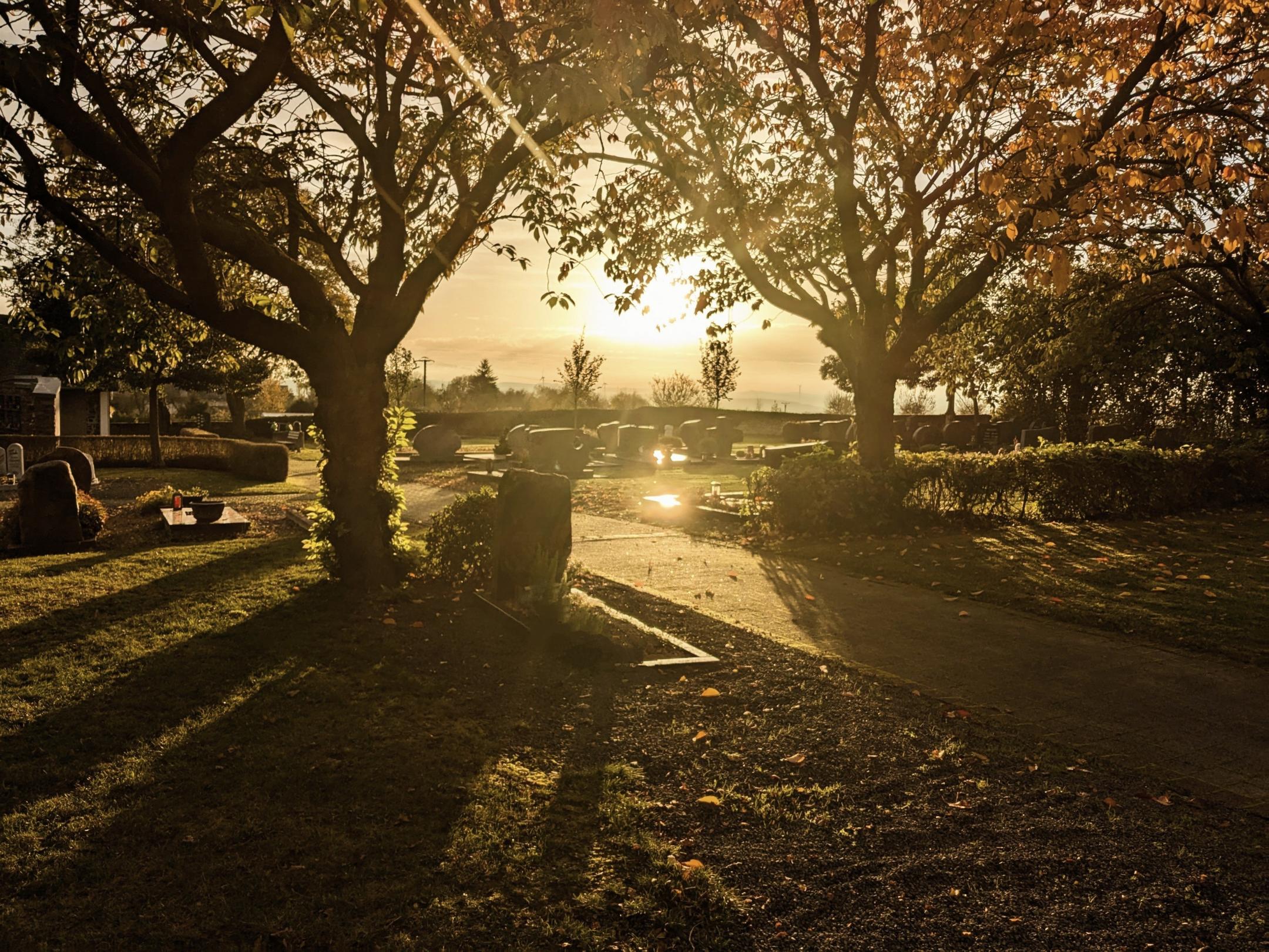 Das Bild, in Brauntönen, zeigt einen mit Bäumen bestandenen Friedhof, auf dem die Sonne aufgeht.