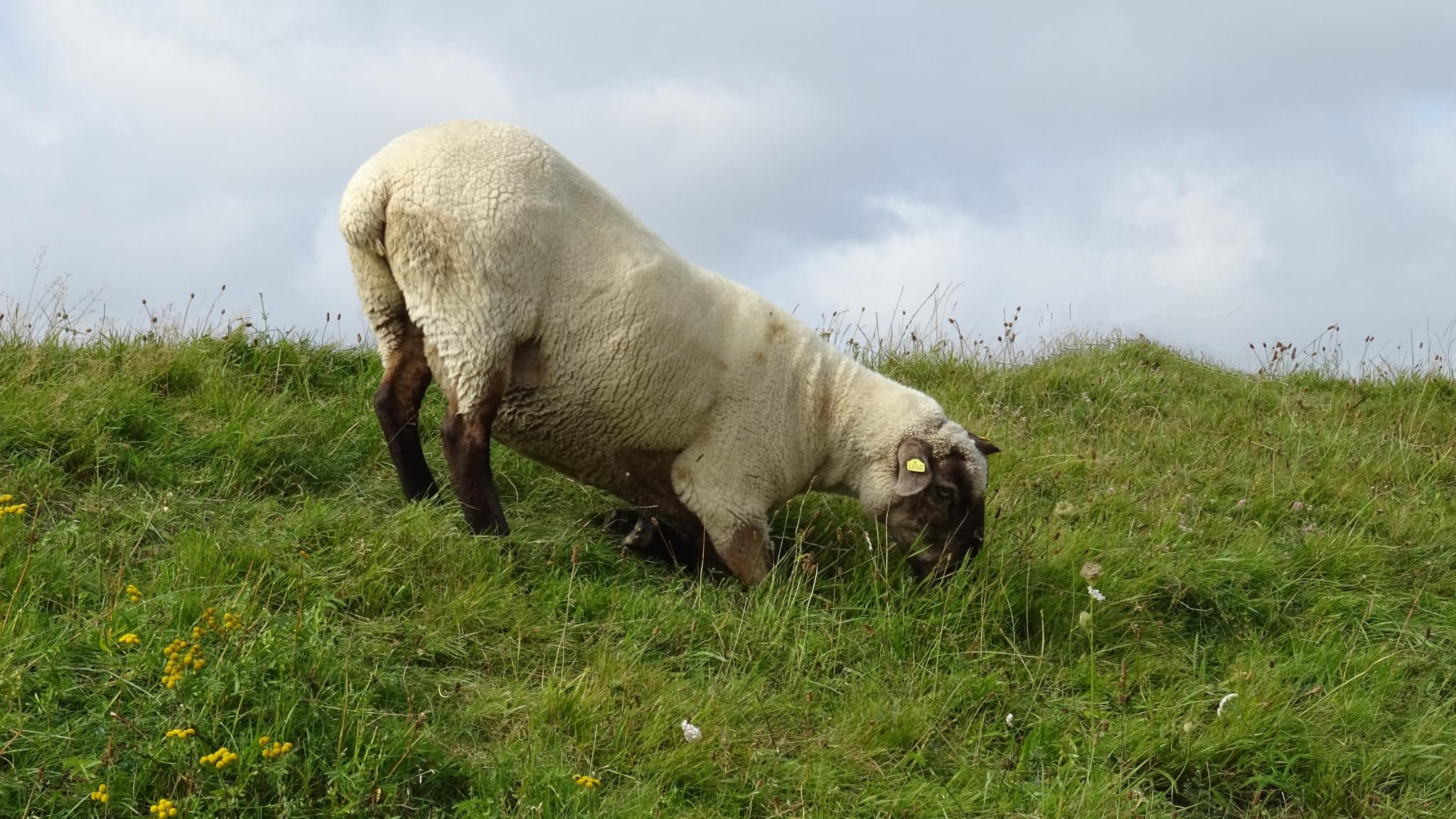 Ein beiges Schaf mit dunklen Beinen und Gesicht hat sich hingekniet, um an die leckeren Kräuter auf einer Deichwiese zu gelangen.