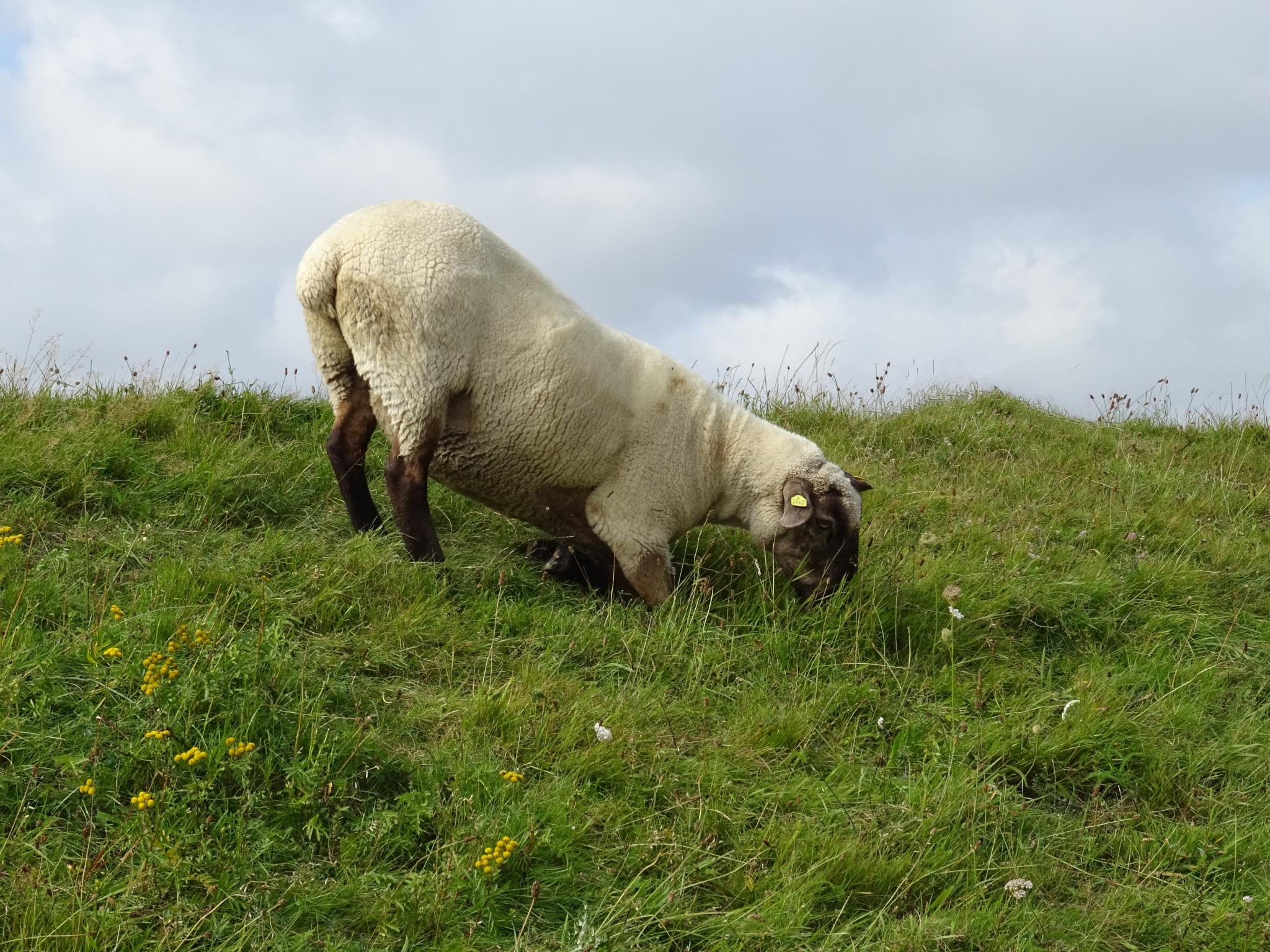 Ein beiges Schaf mit dunklen Beinen und Gesicht hat sich hingekniet, um an die leckeren Kräuter auf einer Deichwiese zu gelangen.