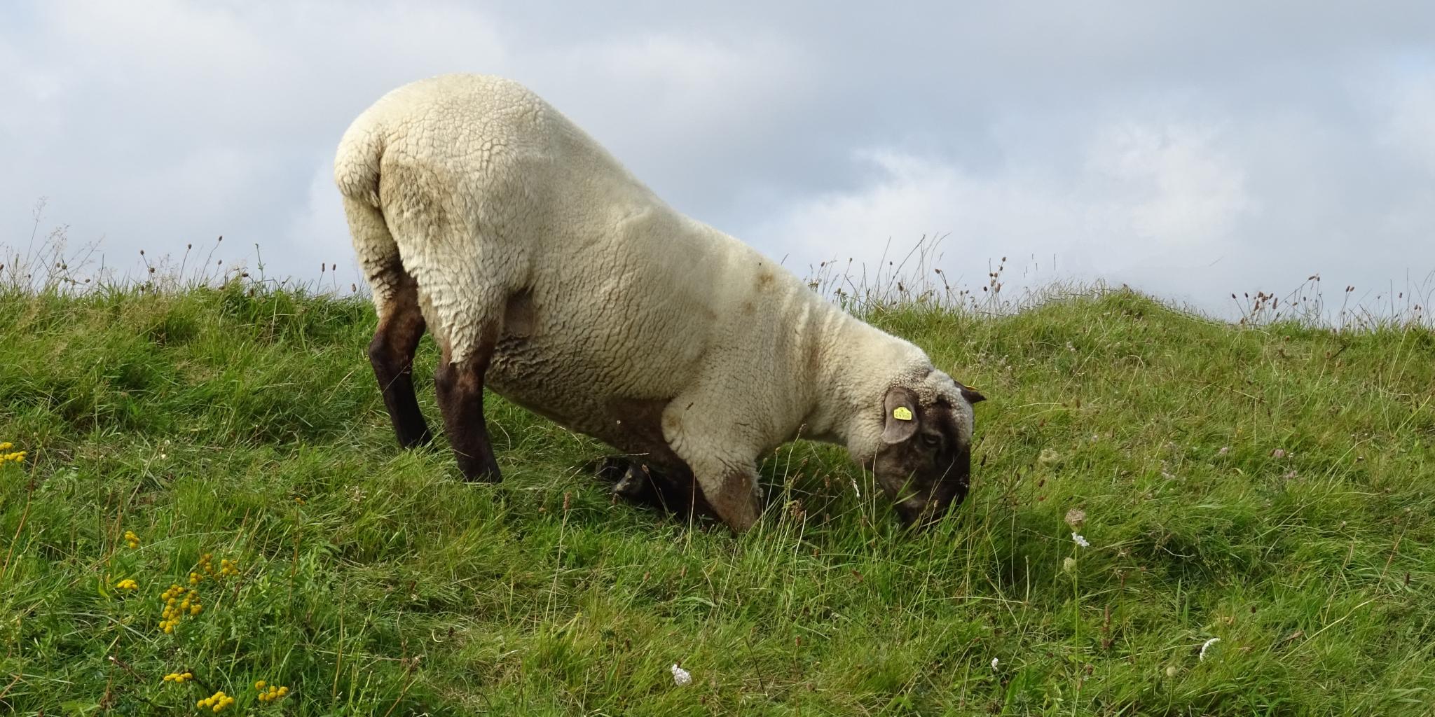 Ein beiges Schaf mit dunklen Beinen und Gesicht hat sich hingekniet, um an die leckeren Kräuter auf einer Deichwiese zu gelangen.