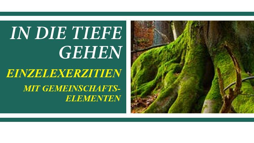 Kräftig grünes Moos lässt eine große Baumwurzel leuchten.