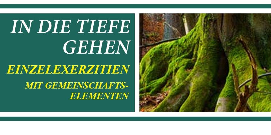 Kräftig grünes Moos lässt eine große Baumwurzel leuchten.