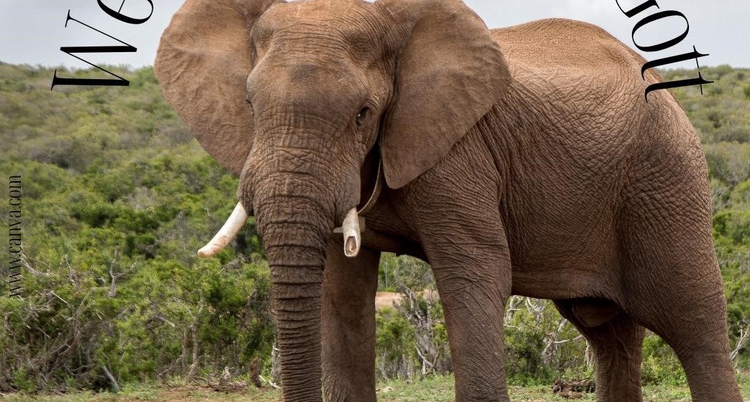 Ein Elefant schaut in die Kamera.