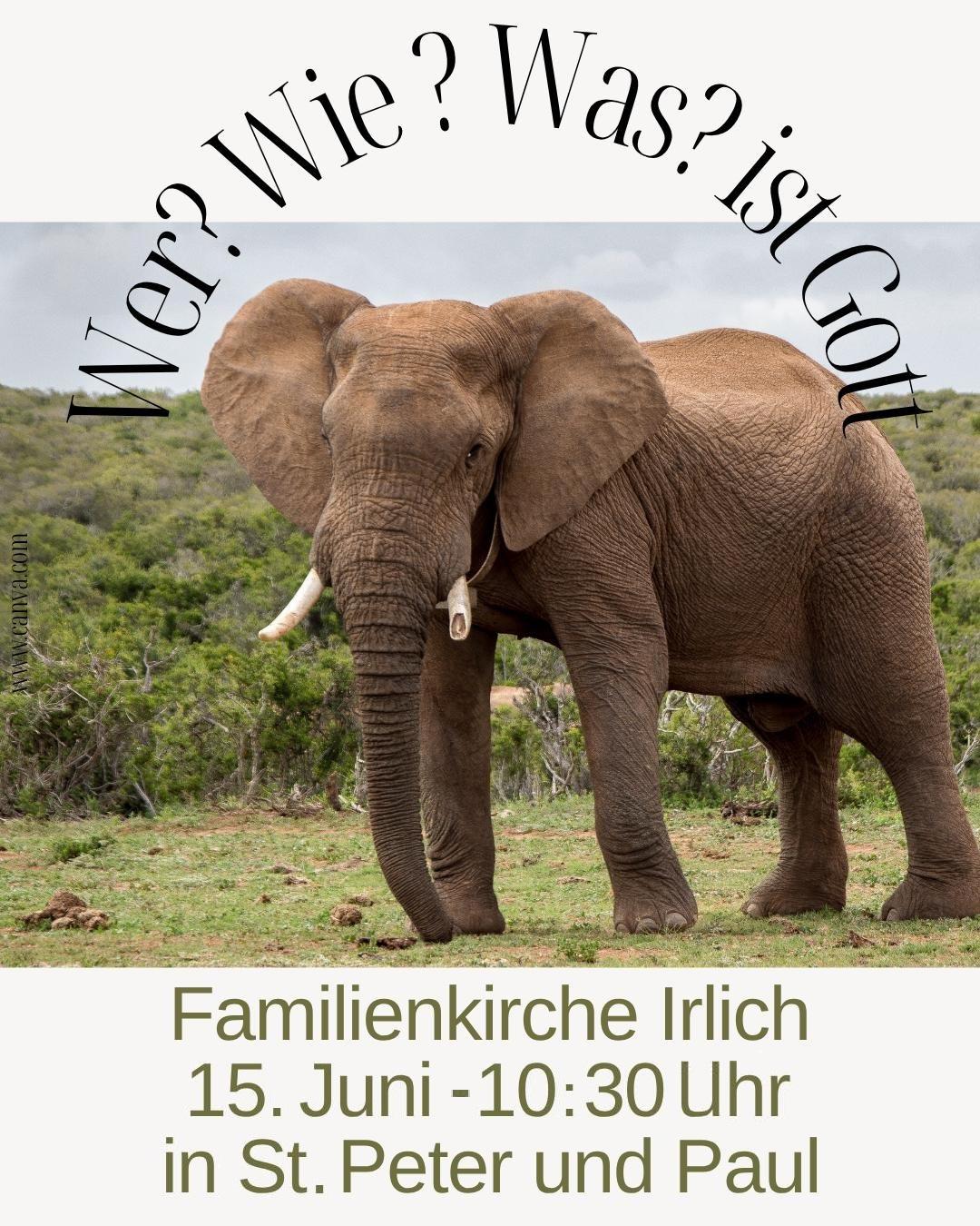 Ein Elefant schaut in die Kamera.