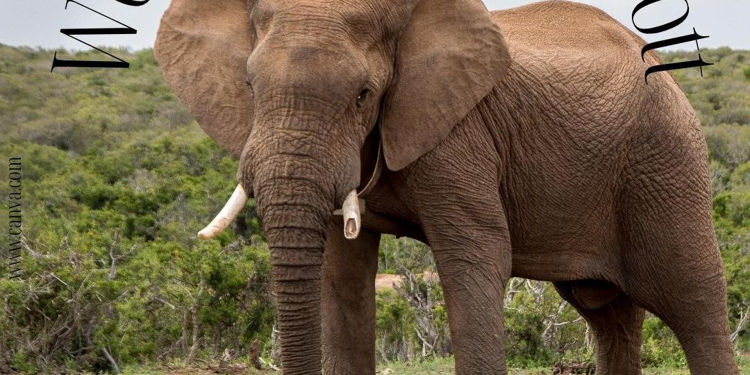 Ein Elefant schaut in die Kamera.