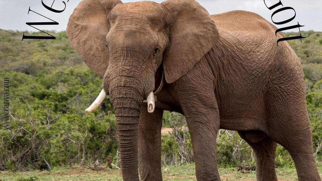Ein Elefant schaut in die Kamera.