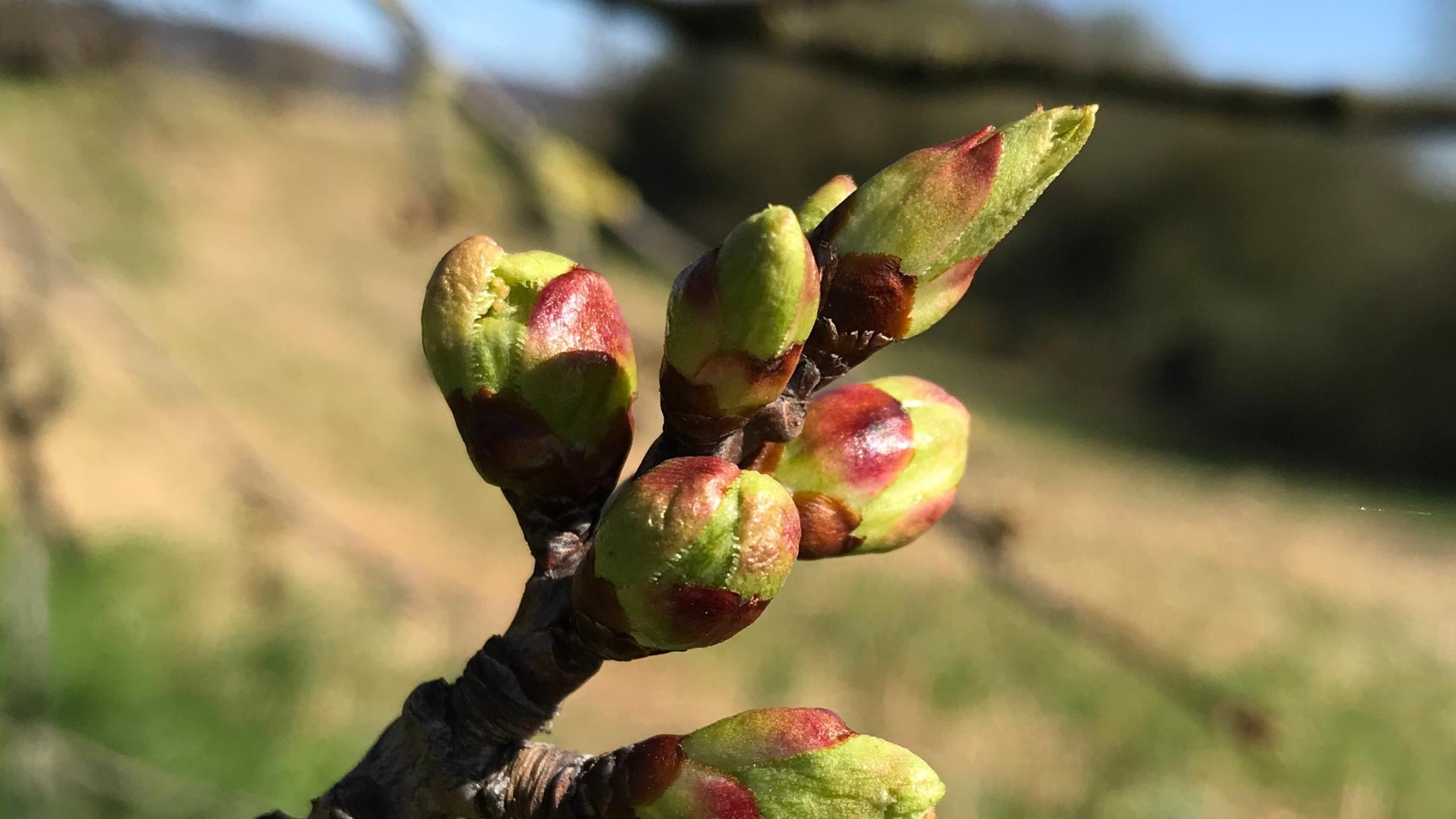aufbrechende Knospen vor einem unscharfen Hintergrund