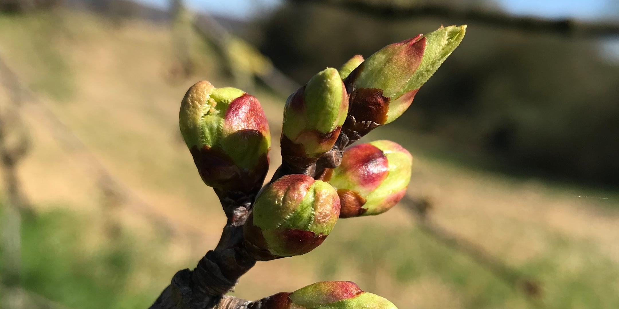 aufbrechende Knospen vor einem unscharfen Hintergrund