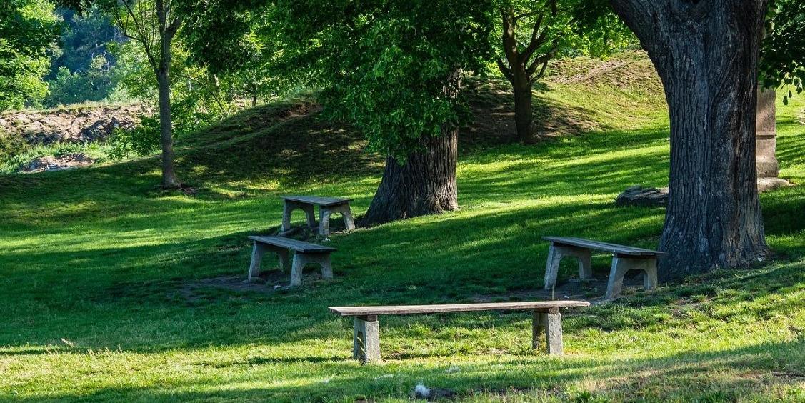 Vier Bänke stehen verteilt auf einer Wiese mit alten Bäumen.