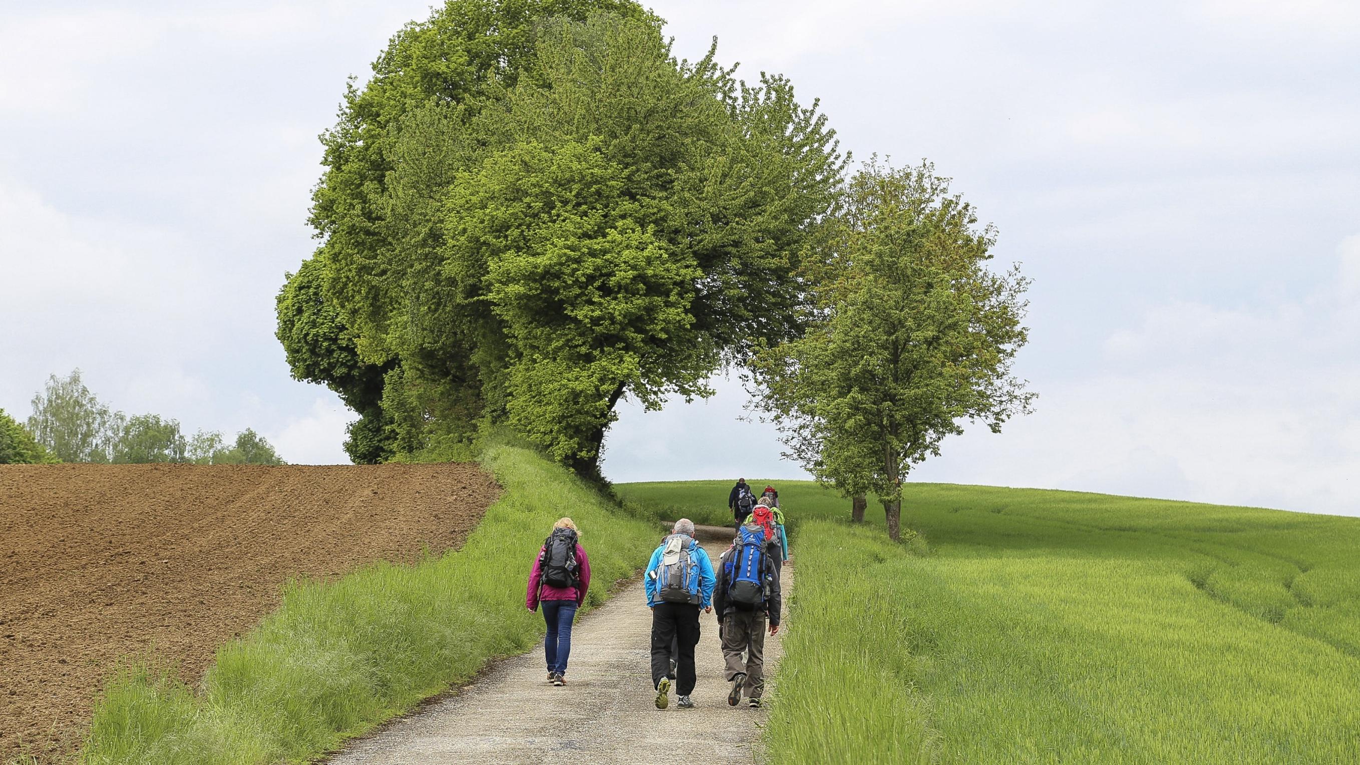 Sieben Wanderer - von hinten fotografiert - gehen auf einem geteerten Weg zwischen Feldern und Bäumen einen kleinen Hang hinauf.