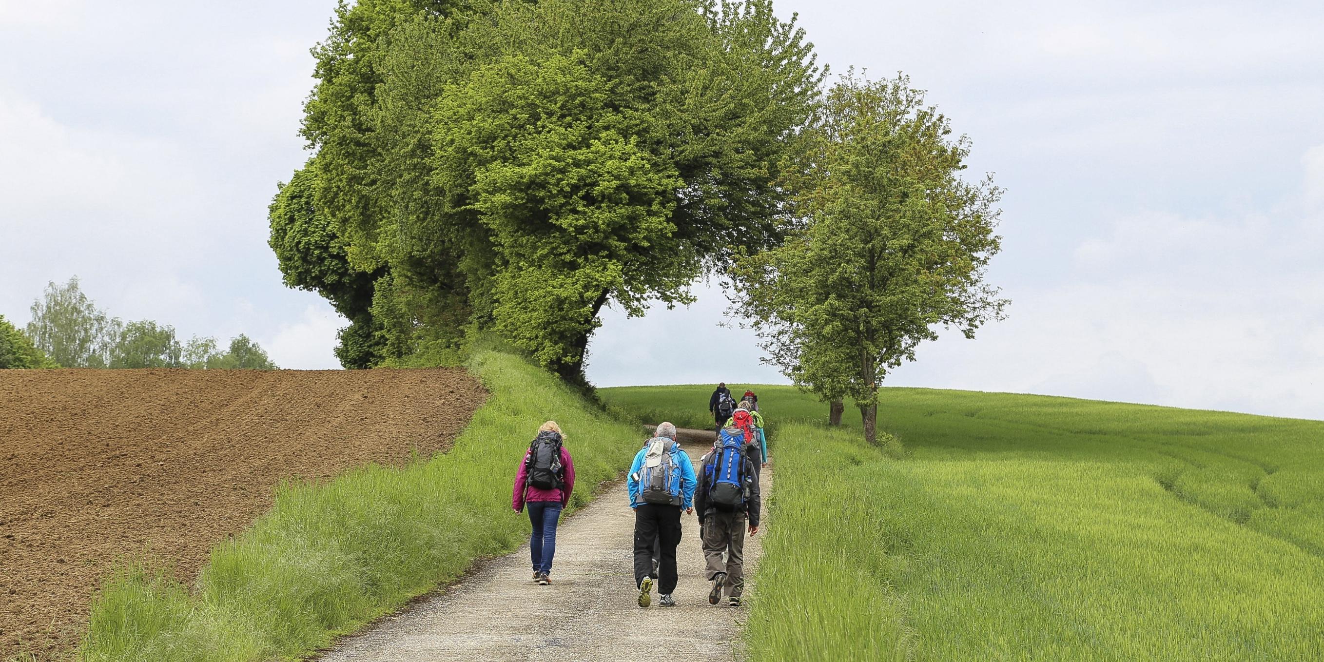 Sieben Wanderer - von hinten fotografiert - gehen auf einem geteerten Weg zwischen Feldern und Bäumen einen kleinen Hang hinauf.