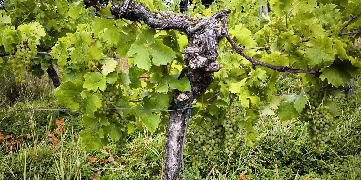 Weinstock für nachgedacht-Impuls 'Weinlese', Oktober 2026 (c) Dominik Schaack, in: pfarrbriefservice.de Ein alter Weinstock, die Zweige gestützt durch Drähte, trägt viele grüne Weinbeeren.
