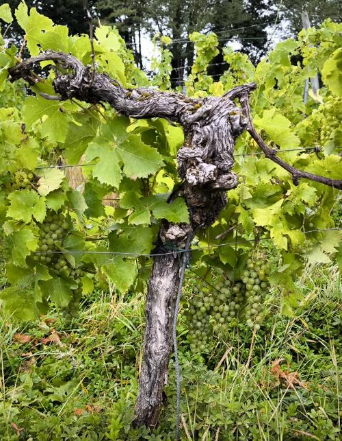 Ein alter Weinstock, die Zweige gestützt durch Drähte, trägt viele grüne Weinbeeren.