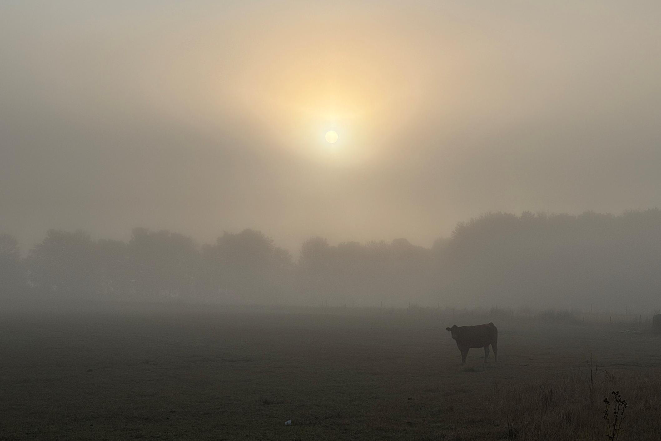 Das Bild zeigt ein Rind auf einer Weide, die im Hintergrund von einer Baumreihe begrenzt wird. Alles liegt im Nebel. Die Sonne ist zu erahnen.