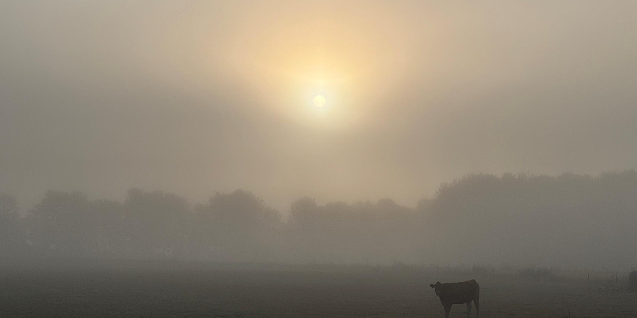 Nebel für nachgedacht-Impuls 'Novembergedanken', November 2026 (c) Petra Frey Das Bild zeigt ein Rind auf einer Weide, die im Hintergrund von einer Baumreihe begrenzt wird. Alles liegt im Nebel. Die Sonne ist zu erahnen.