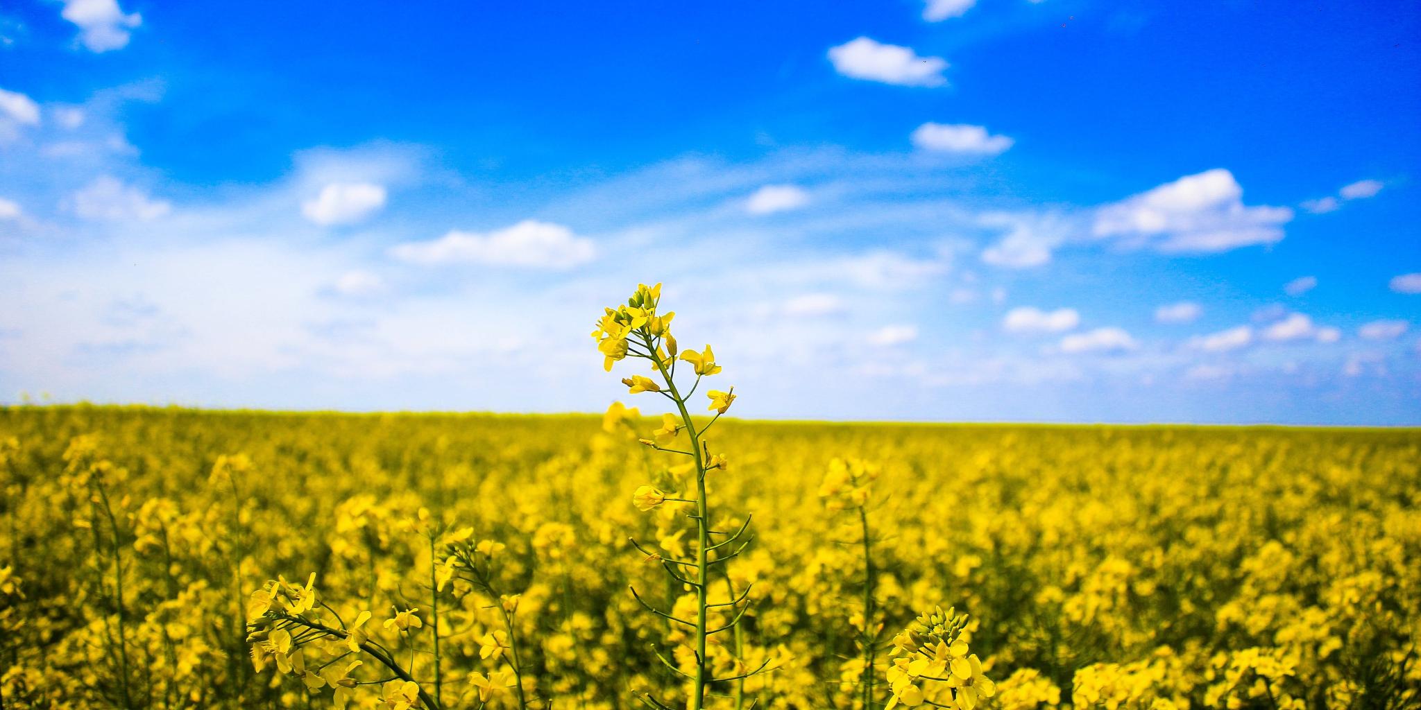 Man sieht im Vordergründ blühenden Raps, im Hintergrund strahlend blauer Himmel